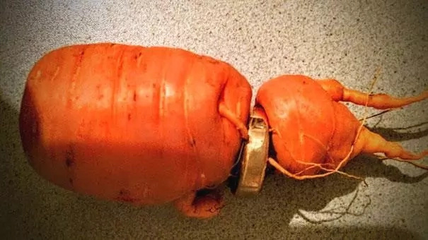 Man finds lost wedding ring on a carrot Man finds lost wedding ring on a carrot