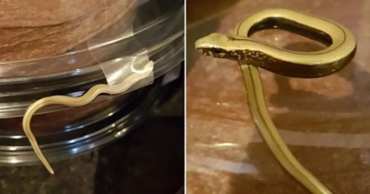 Woman shocked to find SNAKE taped to her chocolate cake (photos)