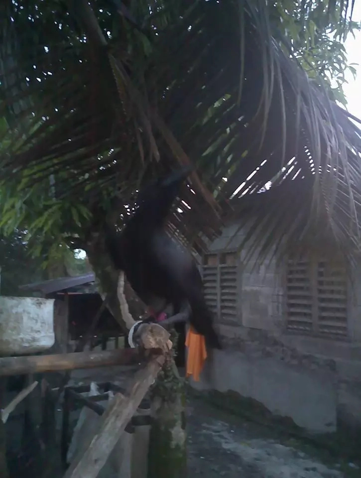Crow steals valuables of the locals Crow steals valuables of the locals
