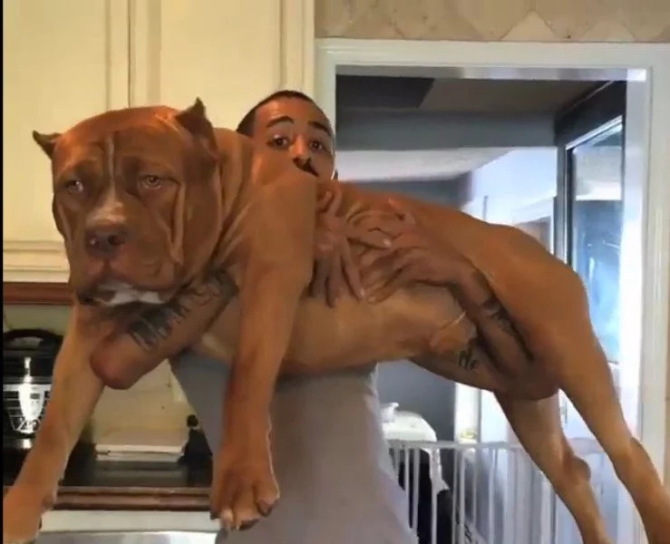 The size of these monster puppies will make you go 'WOW!' The size of these monster puppies will make you go 'WOW!'