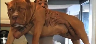 The 'World's Biggest Pitbull's' puppies are humongous!