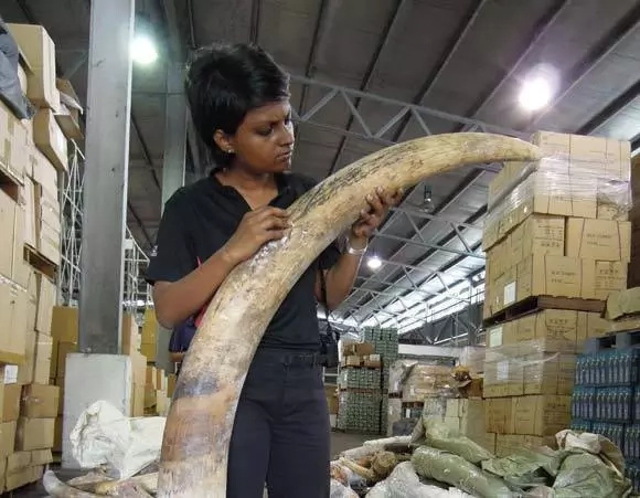 Malaysian government seizes tons of smuggled elephant ivory Malaysian government seizes tons of smuggled elephant ivory