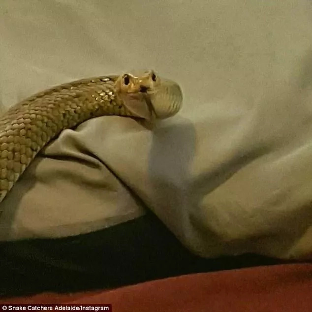 Terrifying moment couple finds one of world’s most feared snakes taking a nap in their bedroom Terrifying moment couple finds one of world’s most feared snakes taking a nap in their bedroom