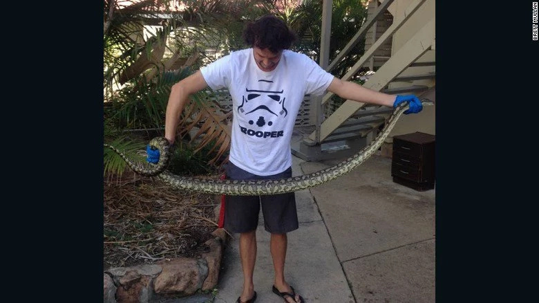 Snakes looking for a drink slither into toilets Snakes looking for a drink slither into toilets