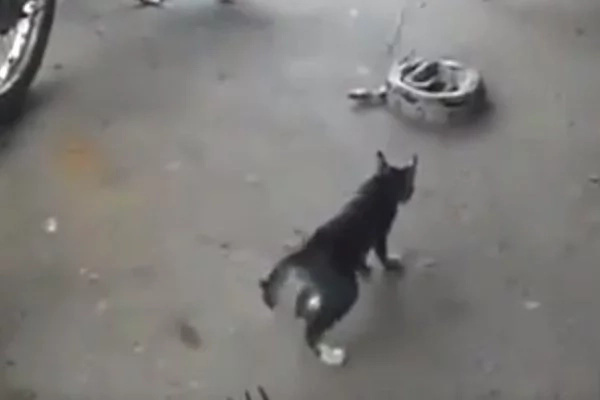 NOW VIRAL: Video of a Badass Cat Challenging a Snake, Who Will Win? NOW VIRAL: Video of a Badass Cat Challenging a Snake, Who Will Win?