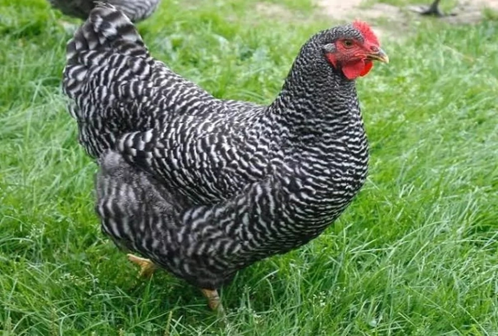 Kuroiler Chicken Farming in Kenya