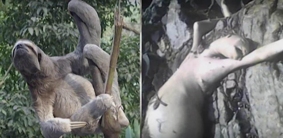 Not Knowing What It Was, Panama Children Found THIS Creature In A Cave Not Knowing What It Was, Panama Children Found THIS Creature In A Cave