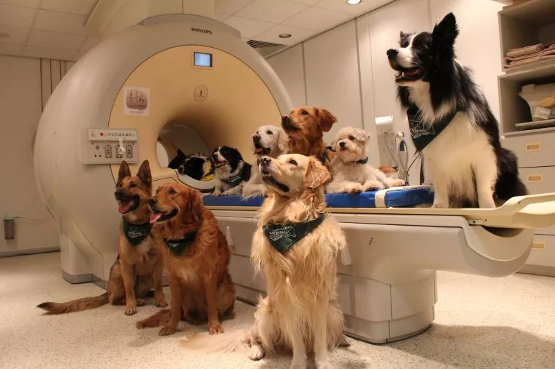 Dogs are capable of understanding more than you think! Dogs are capable of understanding more than you think!