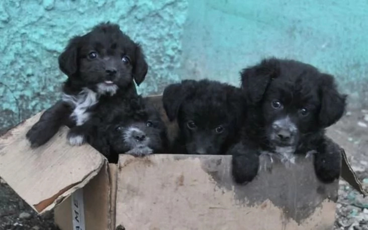 Puppies left abandoned in a box Puppies left abandoned in a box