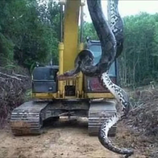 Giant anaconda scares workers at construction site Giant anaconda scares workers at construction site