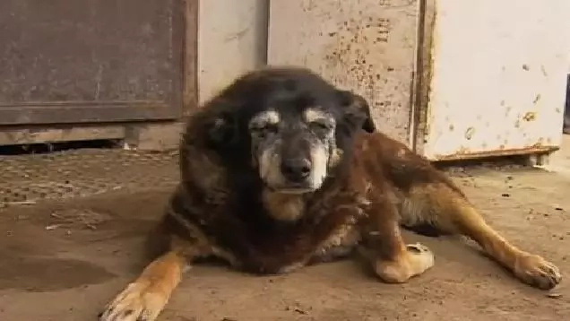 This Could Be The Oldest Dog In The World, But Her Owner Can’t Prove It This Could Be The Oldest Dog In The World, But Her Owner Can’t Prove It
