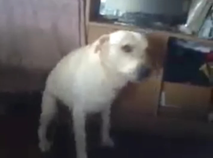 Dog dancing to 'Twerk it like Miley' will make you laugh Dog dancing to 'Twerk it like Miley' will make you laugh