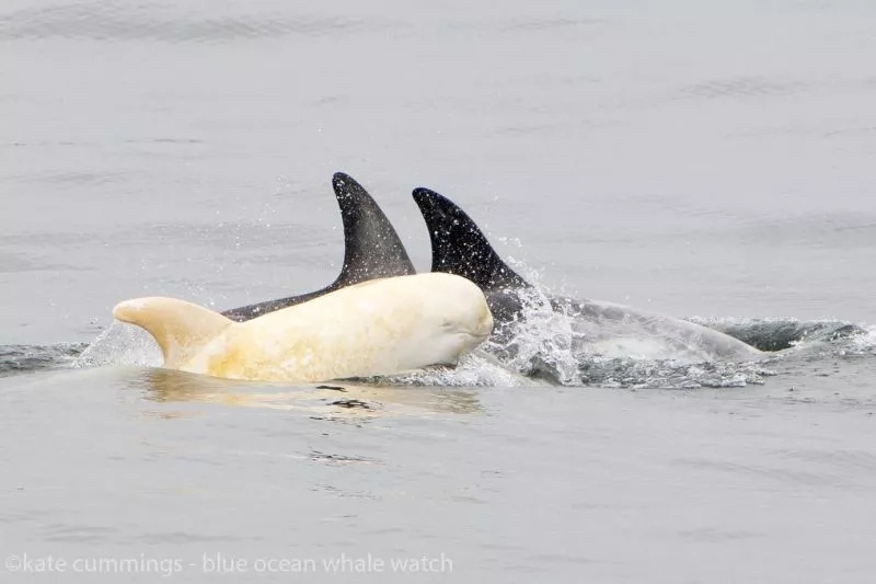 dolphin dolphin