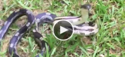 WATCH: Woman provokes snake; its reaction will make you scream
