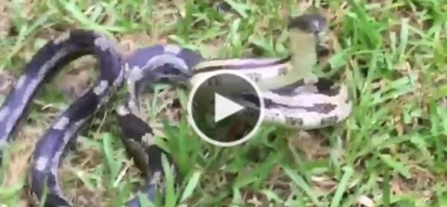 WATCH: Woman provokes snake; its reaction will make you scream