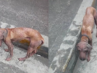 Poor thing! This wandering scrawny dog captures the heart of this netizen and asks for our help