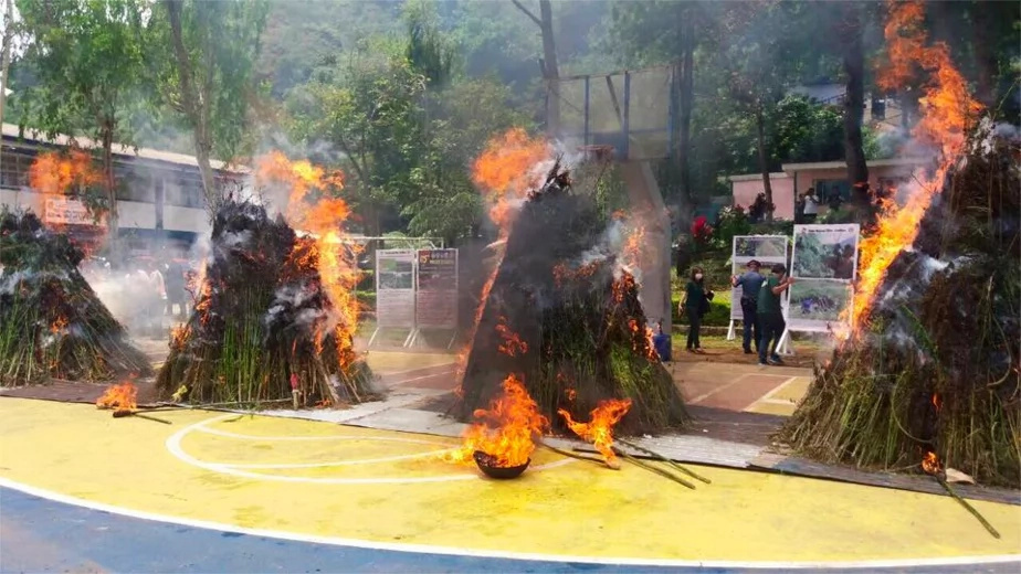 PNP burned marijuana plants and people aren’t happy about it PNP burned marijuana plants and people aren’t happy about it