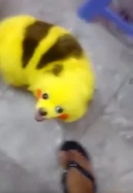 Pokemon fan outraged 'netizens' with his dog's viral video Pokemon fan outraged 'netizens' with his dog's viral video