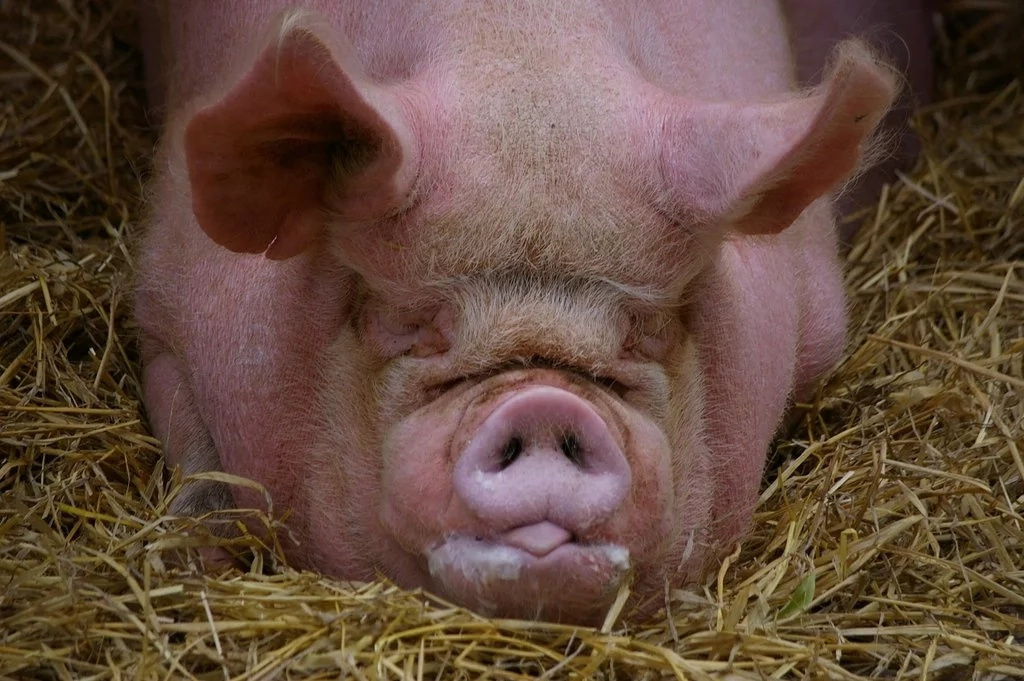 Pregnant Texas Woman Claims She Was Raped By A Pig Pregnant Texas Woman Claims She Was Raped By A Pig