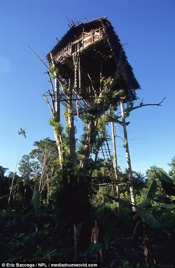 The trees give them extra protection from raiding rival clans. Photo: Eric Baccega The trees give them extra protection from raiding rival clans. Photo: Eric Baccega