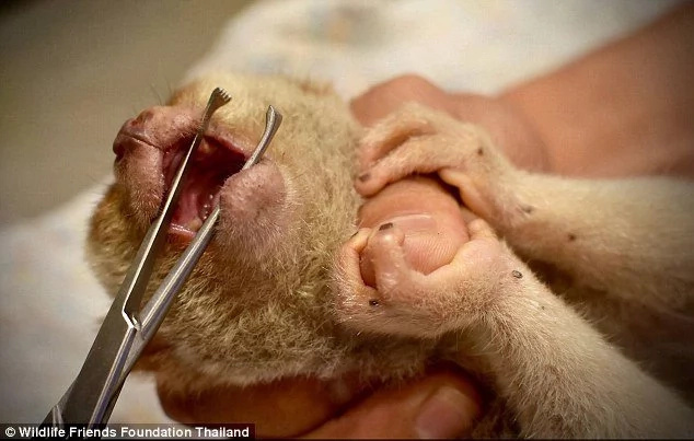 This is how cruel businessmen torture animals before you can get cute selfie in Thailand This is how cruel businessmen torture animals before you can get cute selfie in Thailand