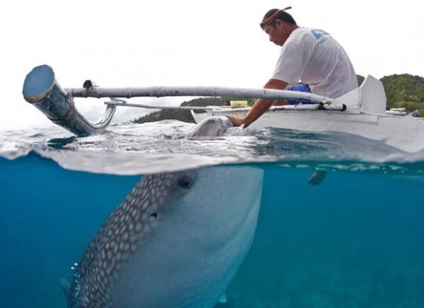 4 reasons not to swim with whale sharks in PH 4 reasons not to swim with whale sharks in PH