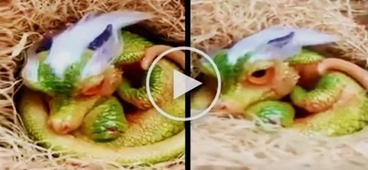 Is it real? Shocking video of a cute baby dragon goes viral! Watch the unbelievable clip here!