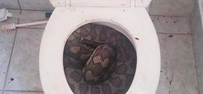 Snake slithers out of toilets becomes your next nightmare