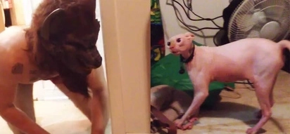 WATCH: Man wears werewolf mask to scare his cat; how the cat reacted will shock you!