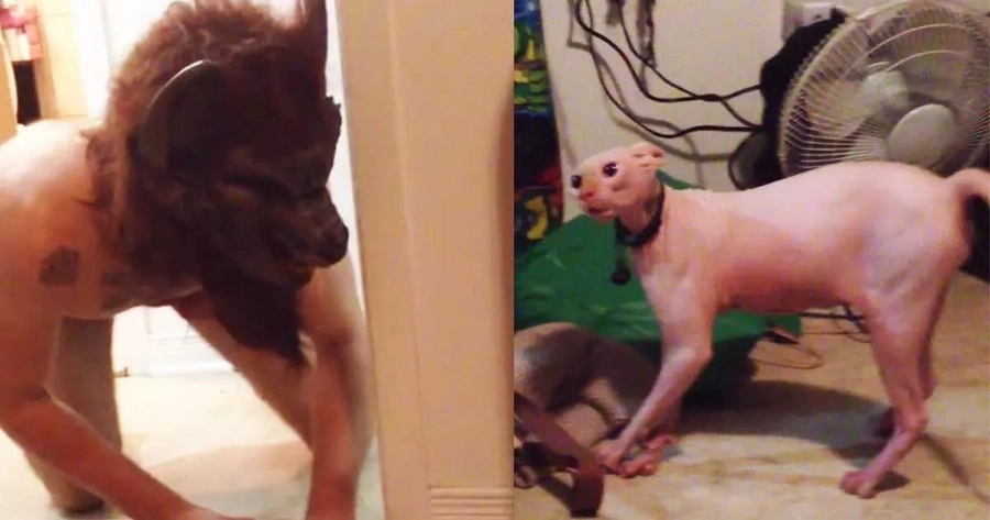 VIDEO: Cat reacts to his owner wearing a werewolf mask VIDEO: Cat reacts to his owner wearing a werewolf mask