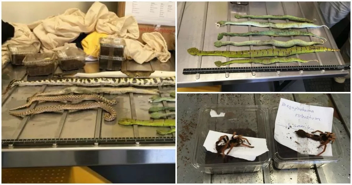 Creepy and crawly! Police find shoe boxes full of deadly SNAKES, spiders and SCORPIONS (photos)