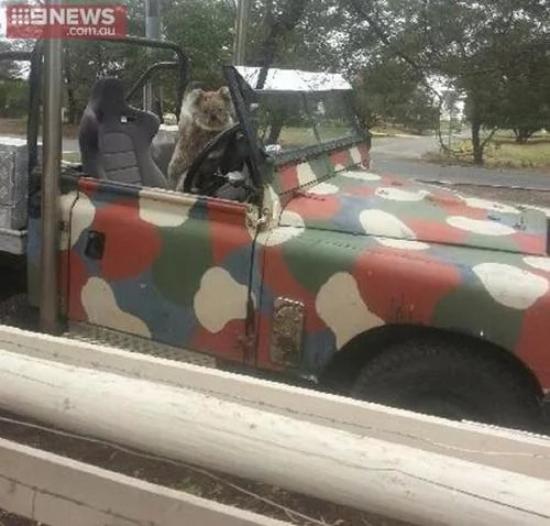 #KoalaTheftAuto. This amusing animal really steals the car for hilarious reasons #KoalaTheftAuto. This amusing animal really steals the car for hilarious reasons