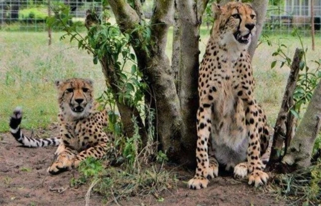 Father saves 14-year-old son from jaws of CHEETAH in South Africa (photos) Father saves 14-year-old son from jaws of CHEETAH in South Africa (photos)