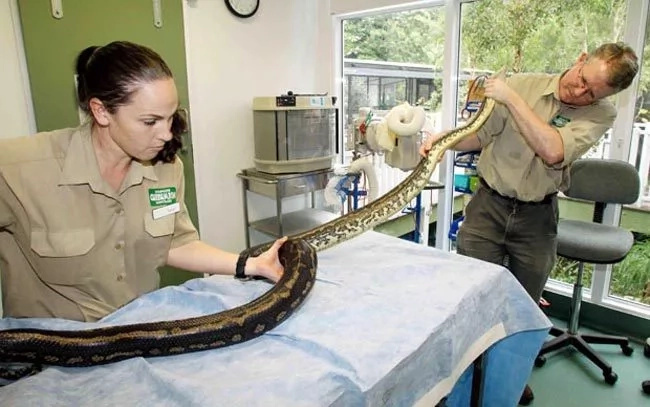 SHOCKING: This Woman Sleeps With Her Python Every Night But The Vet Told Her This! SHOCKING: This Woman Sleeps With Her Python Every Night But The Vet Told Her This!