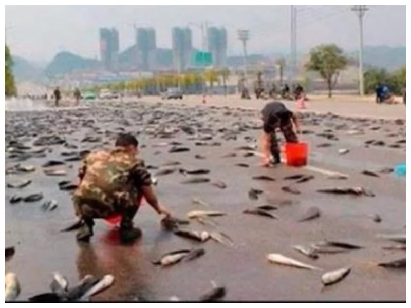 Phenomenon! Fish fall from sky during rain and here is what scientists think Phenomenon! Fish fall from sky during rain and here is what scientists think