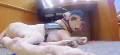 WATCH: This deaf dog comforts abused children inside courtroom