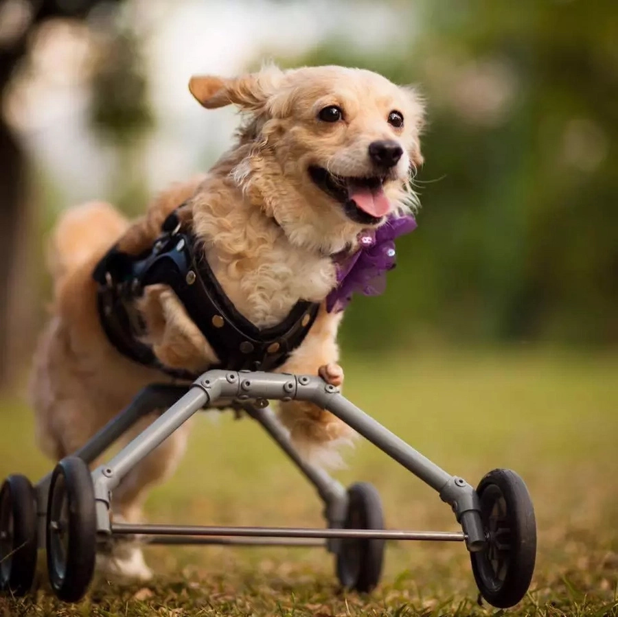 Dog born without hind legs can finally walk on her own Dog born without hind legs can finally walk on her own