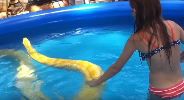 VIDEO: Girl swims with a giant snake in the pool VIDEO: Girl swims with a giant snake in the pool