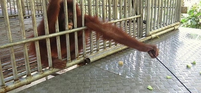 Orangutan chained for four years finally gets free