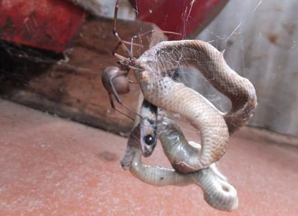 Spider traps a huge snake with its web, and it's stunningly epic!