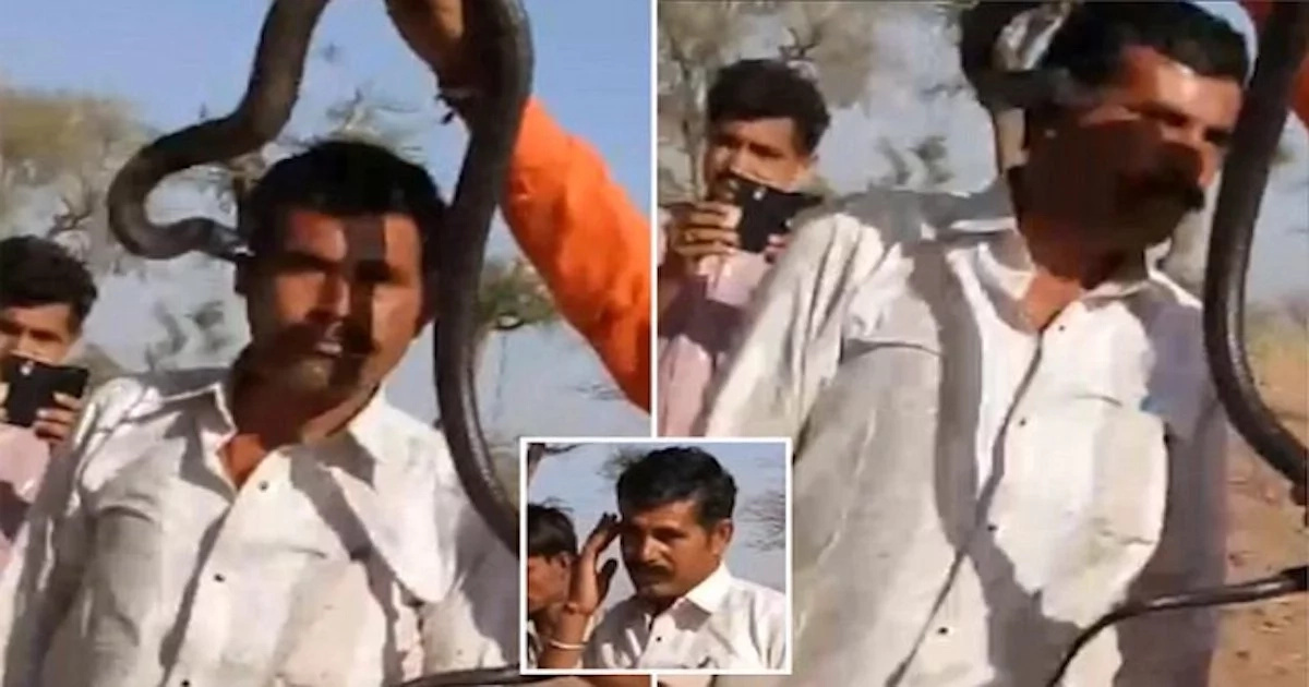 Man doesn't realize cobra bites his FACE as he poses for photo with it, then dies 1 hour later (photos, video)