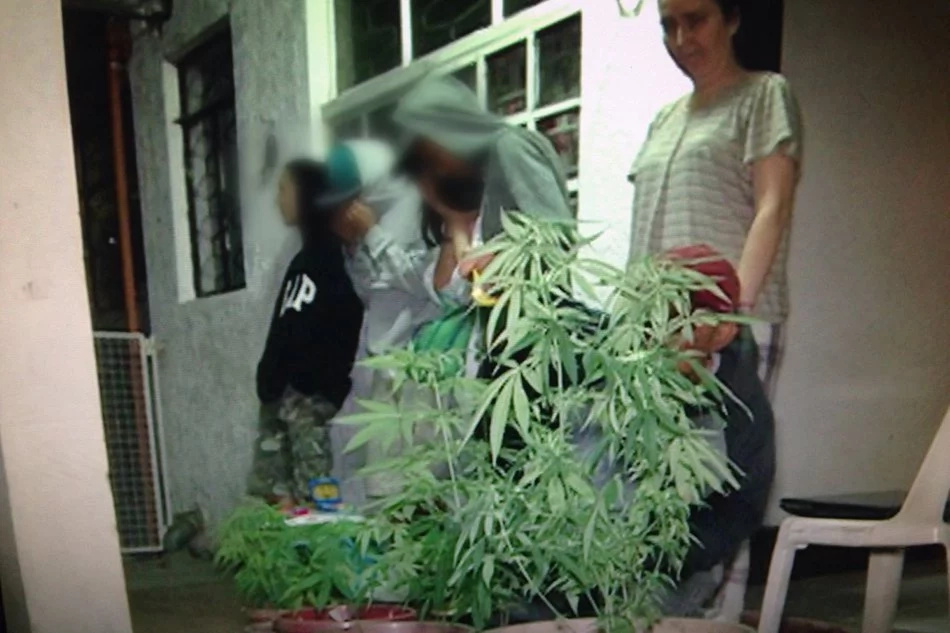 Italian arrested for growing marijuana Italian arrested for growing marijuana