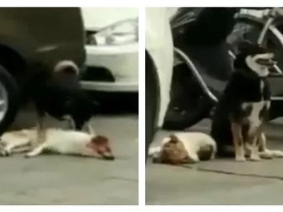 This poor dog got into a car accident. His buddy did his best to revive him and didn't leave his side at all!