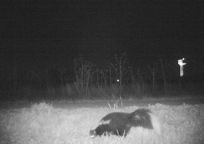 Police camera finds a host of strange creatures at national park Police camera finds a host of strange creatures at national park