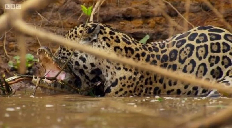 Incredible Footage Of A Jaguar Killing An Alligator By Crushing Its Skull Incredible Footage Of A Jaguar Killing An Alligator By Crushing Its Skull
