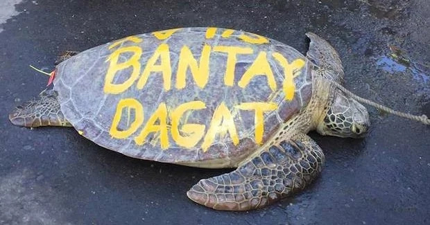 turtle turtle