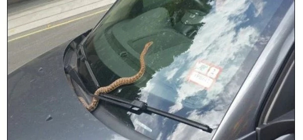 Python jumps on car's front window as woman drives through city center (photos, video)