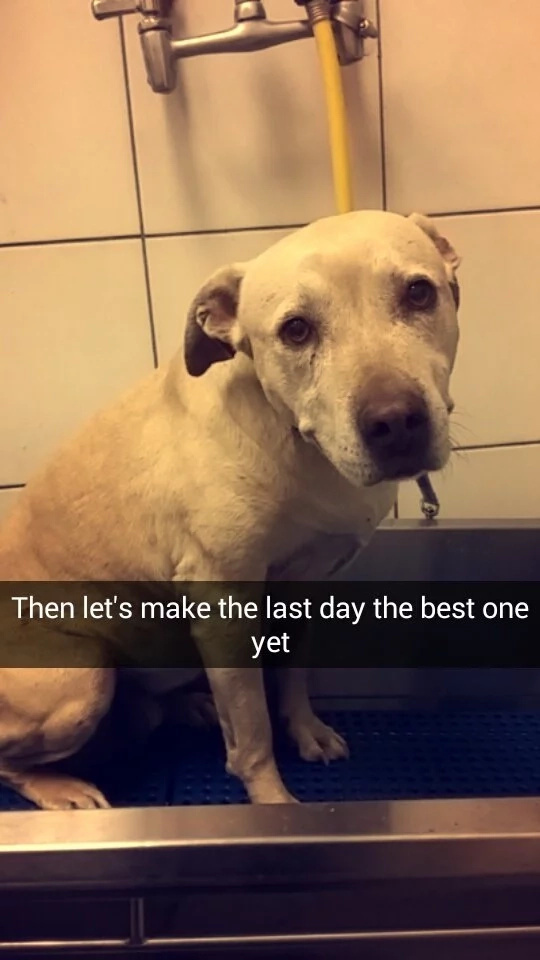 Family gives their lovely dog her best last day ever (PHOTOS) Family gives their lovely dog her best last day ever (PHOTOS)