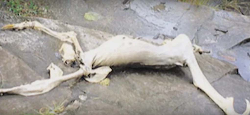 Not Knowing What It Was, Panama Children Found THIS Creature In A Cave Not Knowing What It Was, Panama Children Found THIS Creature In A Cave
