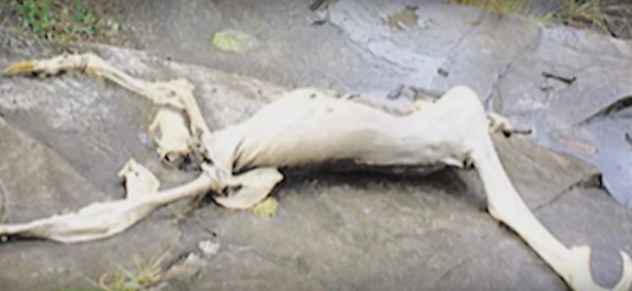 Not Knowing What It Was, Panama Children Found THIS Creature In A Cave Not Knowing What It Was, Panama Children Found THIS Creature In A Cave